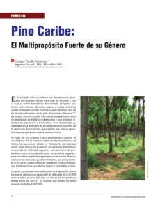 Pino Caribe - Revista MM