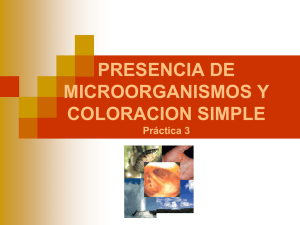 PRESENCIA DE MICROORGANISMOS Y COLORACION SIMPLE