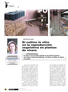 El cultivo" in vitro" en la reproducción vegetativa en plantas de vivero