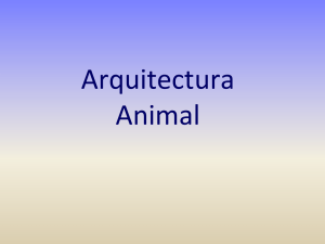 Arquitectura Animal