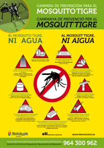 mosquit tigre - Benicassim cultura