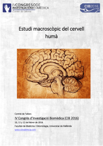 Estudi macroscòpic del cervell humà