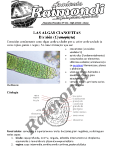 LAS ALGAS CIANOFITAS División (Cyanophyta)