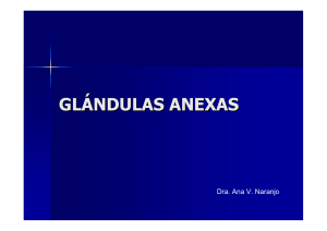 Glándulas Anexas
