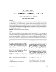 Virus del dengue: estructura y ciclo viral