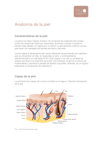 Anatomía de la piel