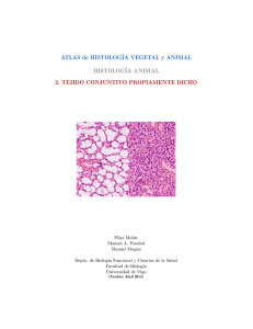 Conectivo propiamanente dicho - Atlas de Histología Vegetal y Animal