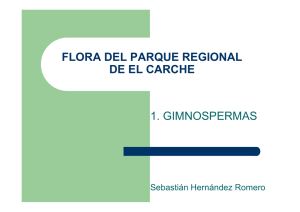 Flora del Parque Regional de El Carche. Gimnospermas