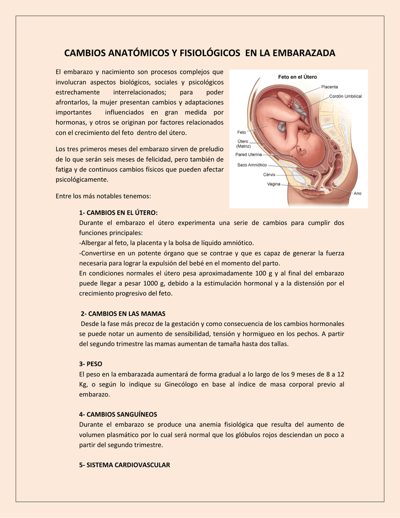 Cambios AnatÓmicos Y FisiolÓgicos En La Embarazada 