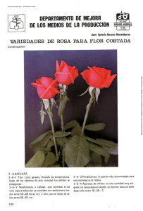 Variedades de rosa para la flor cortada : Continuación