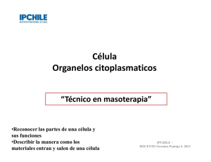 Célula Organelos citoplasmaticos