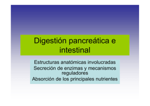 Digestion y absorcion intestinal 2010