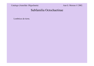 Subfamilia Octochaetinae