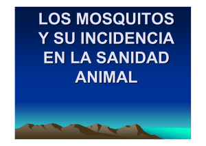 4.1 Los mosquitos y su incidencia en la Sanidad Animal. J. Miguel
