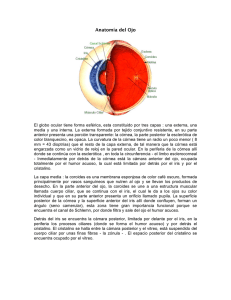 Anatomía del Ojo