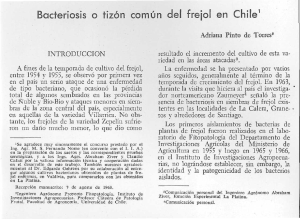 Bocteríosis o tizón común del Fre¡ol en Chile1