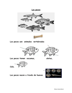 Los peces Los peces son animales vertebrados Los peces