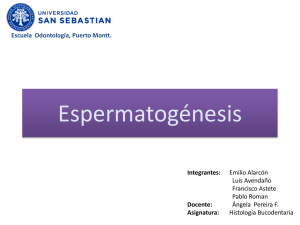 Espermatogénesis - histologiabucodentaria