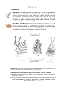 1 Schizaeaceae Esporofito: porte erguido o rastrero. Las frondes de