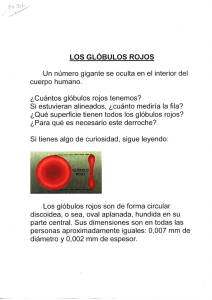 Los glóbulos rojos