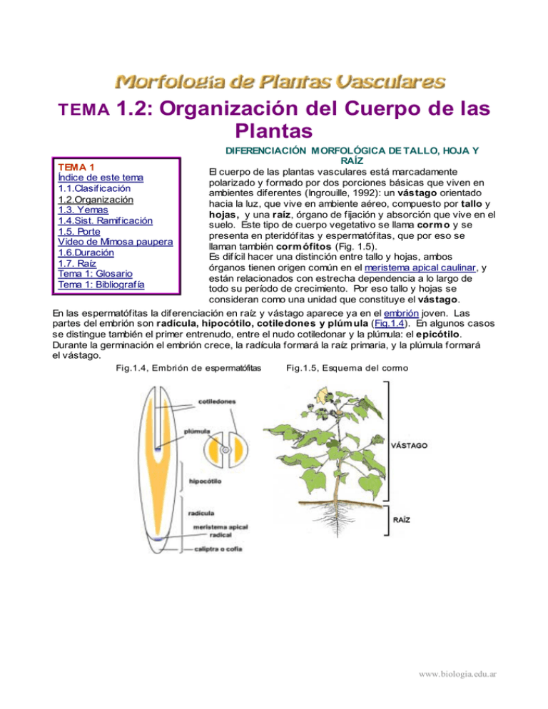 TEMA 1.2: Organización Del Cuerpo De Las Plantas