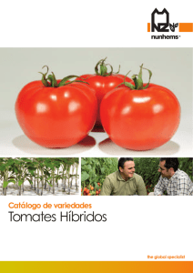 Tomates Híbridos