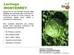 Lechuga MONTERREY - SLA | Semillas Latinoamericanas SA