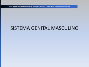 sistema genital masculino - Departamento de Biología Celular y