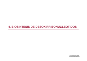 4. biosintesis de desoxirribonucleotidos - OCW Usal
