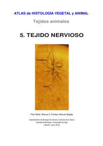 5. tejido nervioso - Atlas de Histología Vegetal y Animal