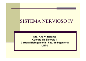 SISTEMA NERVIOSO IV