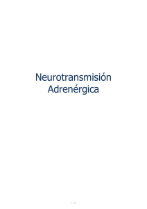 Neurotransmisión Adrenérgica