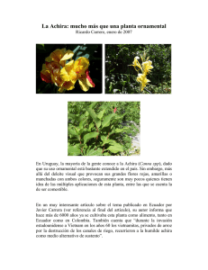 La Achira: mucho más que una planta ornamental