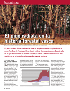 El pino radiata en la historia forestal vasca El pino