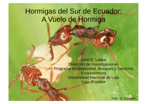 Hormigas del Sur de Ecuador: A Vuelo de Hormiga