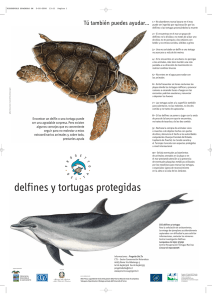 delfines y tortugas protegidas