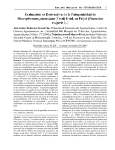 Evaluación no Destructiva de la Patogenicidad de Macrophomina