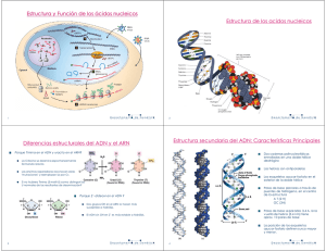 Ácidos nucleicos y cromatina