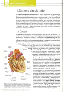 circulacion humana - elmundoseguncabeto
