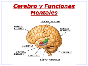 Cerebro y Funciones Mentales