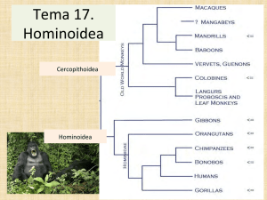 Tema 17. Hominoidea