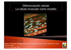 Diferenciación celular La célula muscular como modelo - U