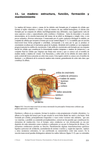 11. La madera: estructura, función, formación y mantenimiento