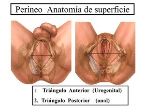 Perineo Anatomía de superficie
