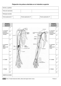 Palpación de pulsos arteriales en el miembro superior