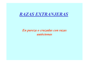 Razas ovinas extranjeras