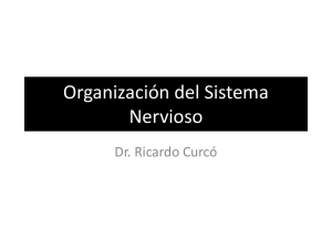 Organización del Sistema Nervioso, y Sistemas sensitivo