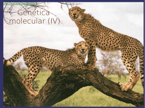 Genética molecular (IV)