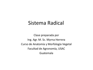 Sistema Radical