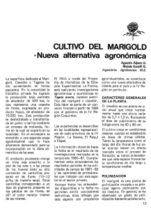 CULTIVO DEL MARIGOLD ·Nueva alternativa agronómica